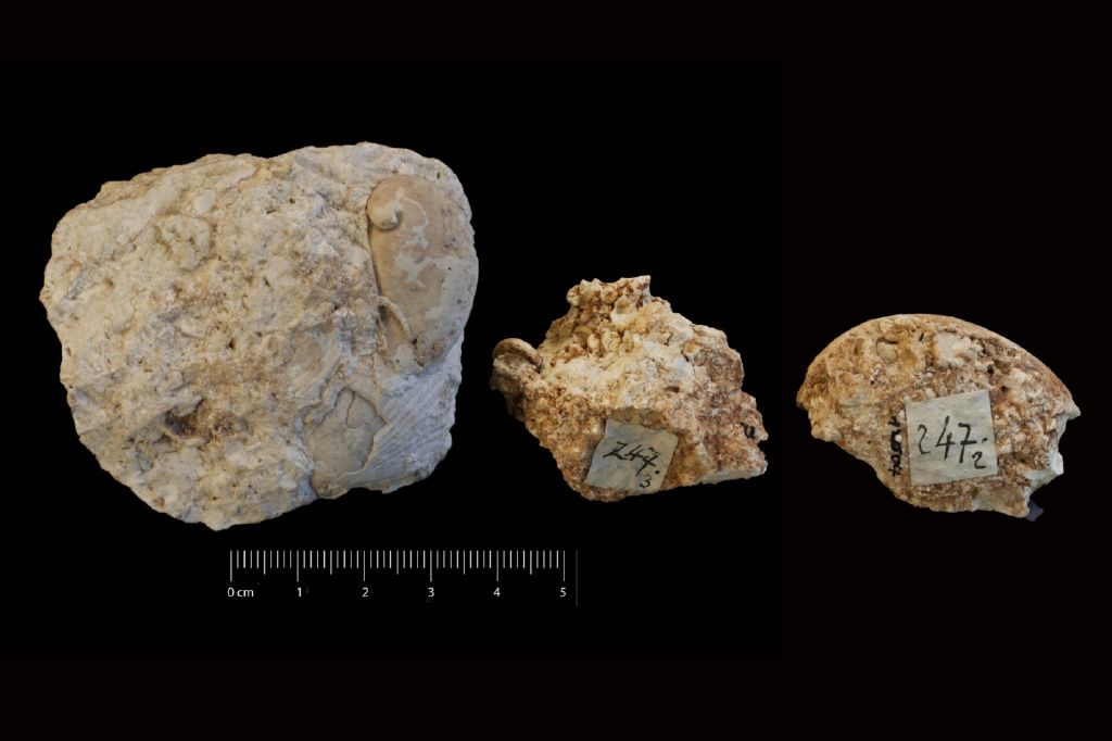 Fossile (invertebrato, bivalve, serie)