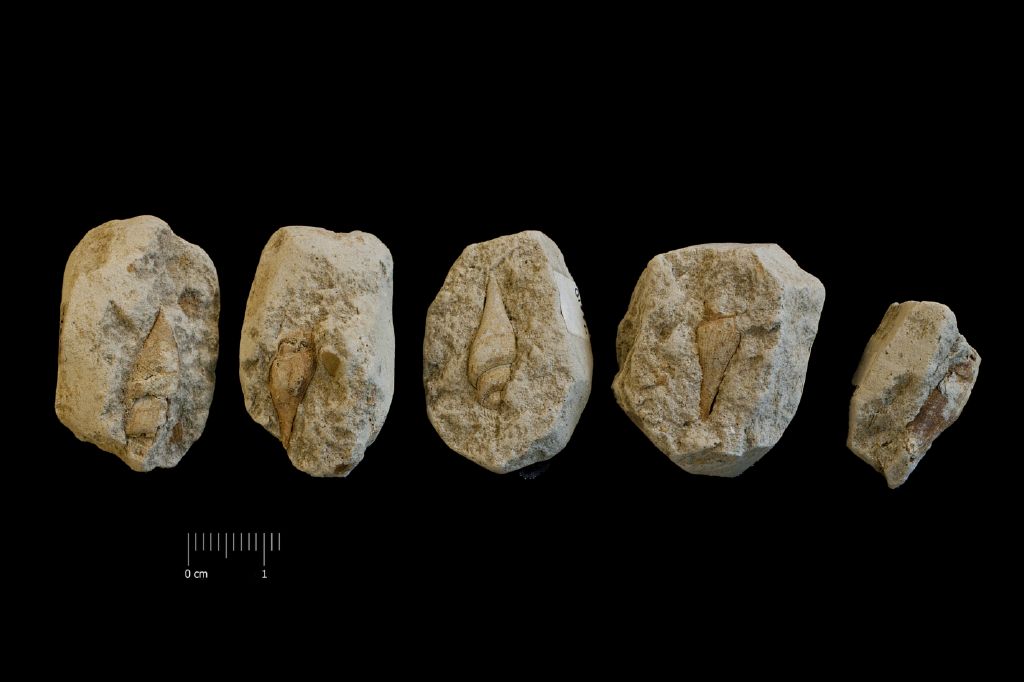 Fossile (invertebrato, gasteropode, serie)