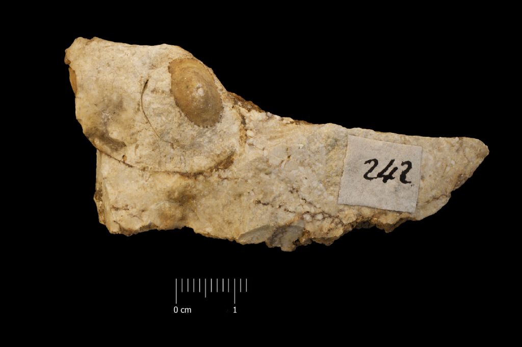 Fossile (invertebrato, gasteropode, esemplare)