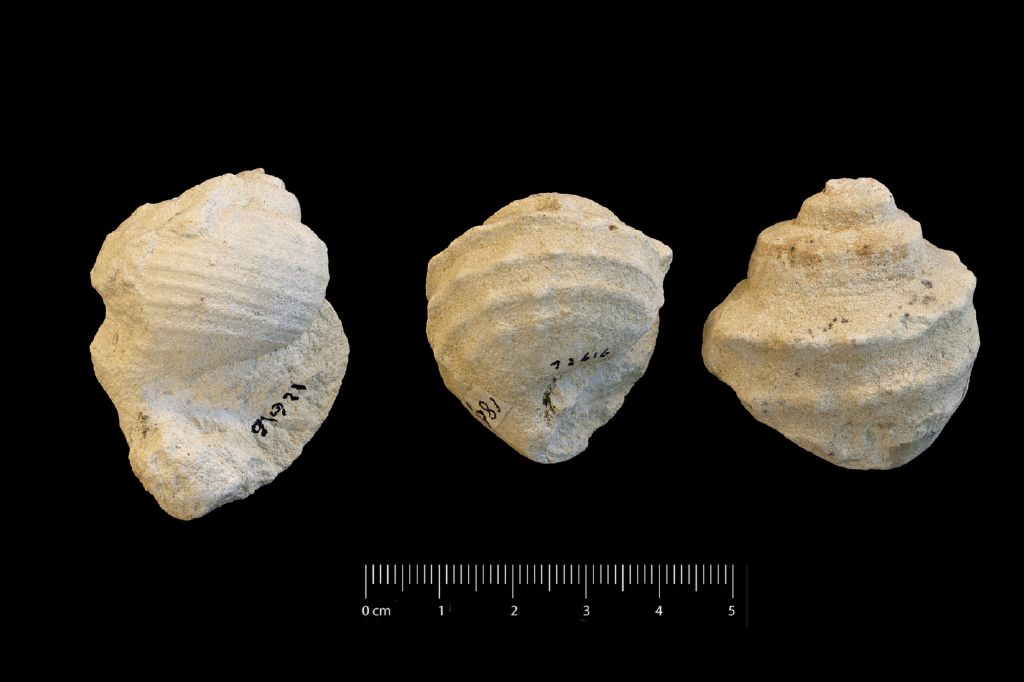 Fossile (invertebrato, gasteropode, serie)