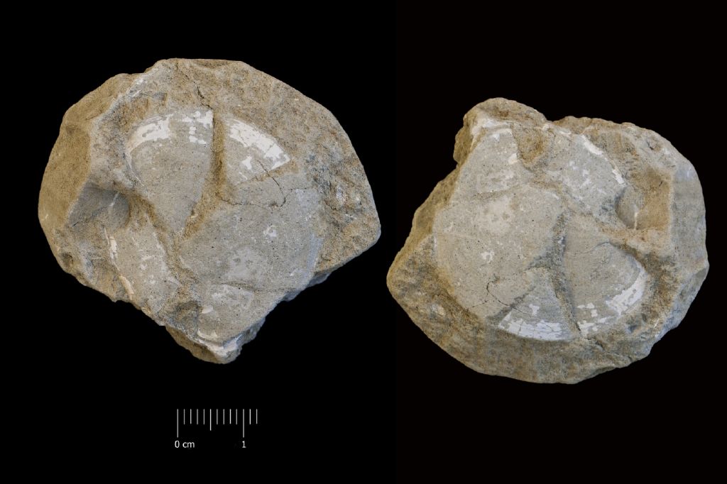 Fossile (invertebrato, bivalve, esemplare)