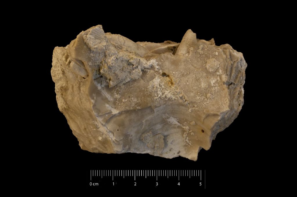 Fossile (invertebrato, bivalve, associazione fossile)