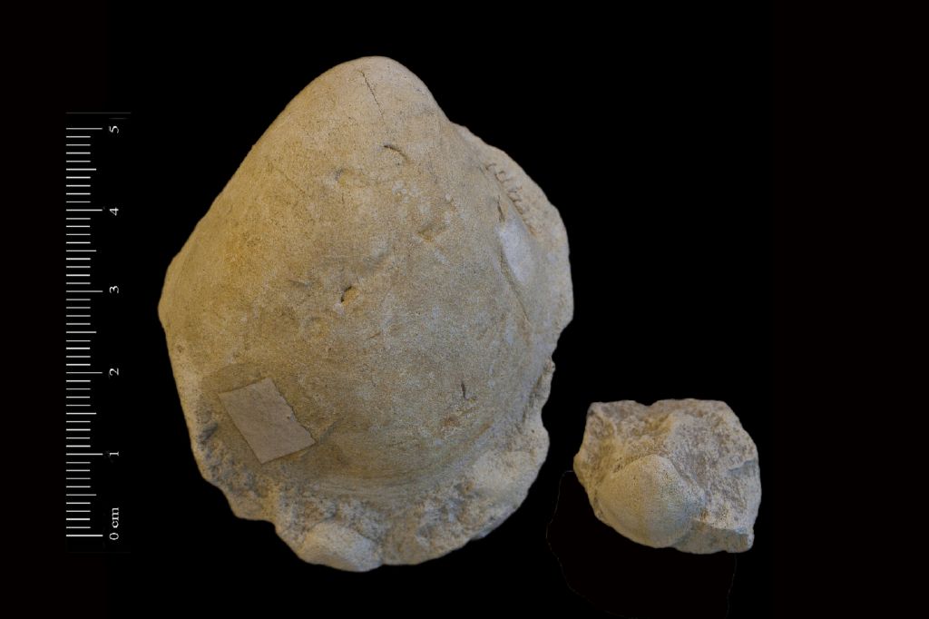 Fossile (invertebrato, bivalve, serie)