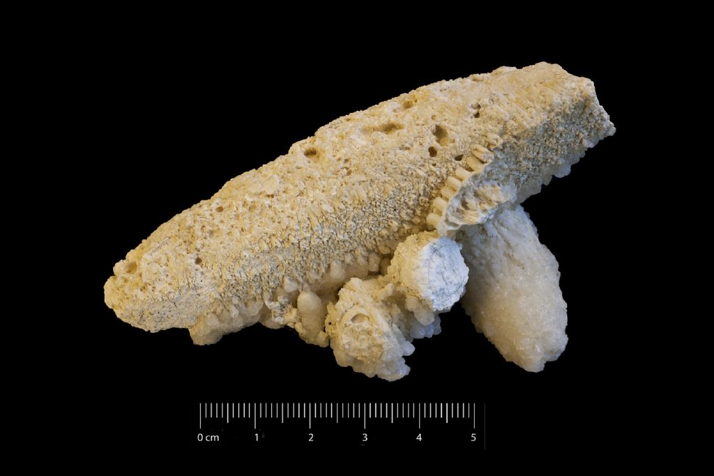 Fossile (invertebrato, corallo, associazione fossile)