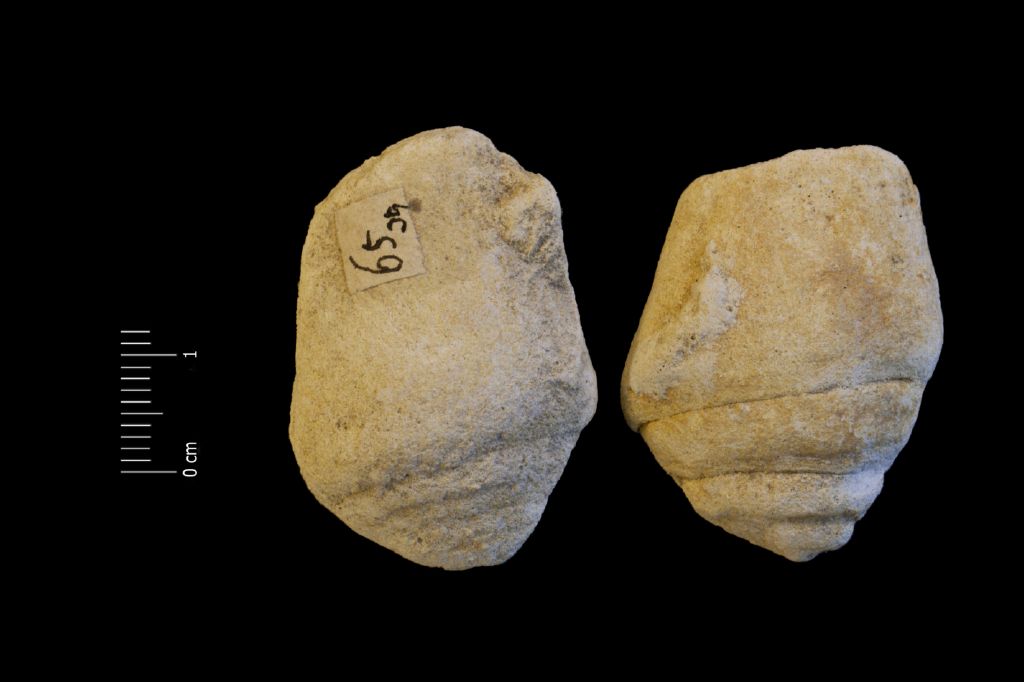 Fossile (invertebrato, gasteropode, serie)