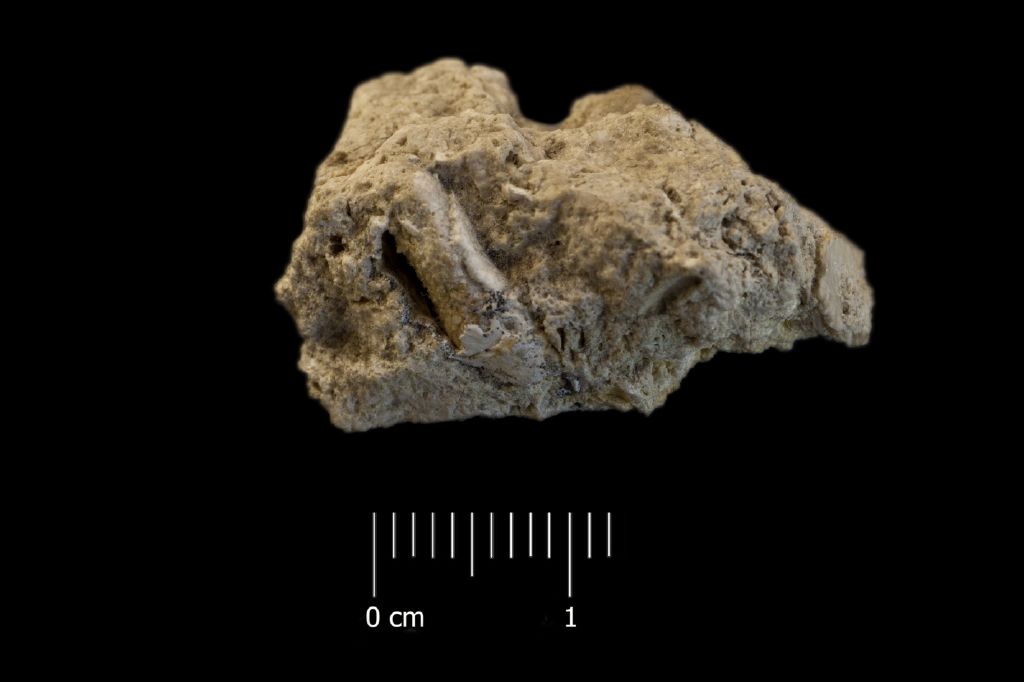 Fossile (invertebrato, anellide, esemplare)