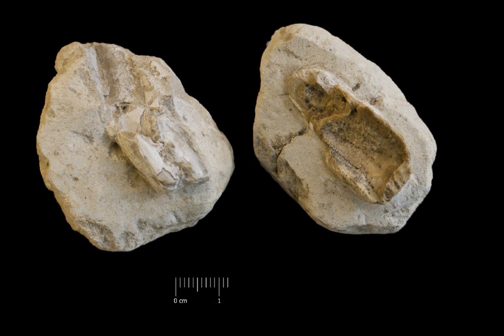 Fossile (invertebrato, crostaceo, serie)