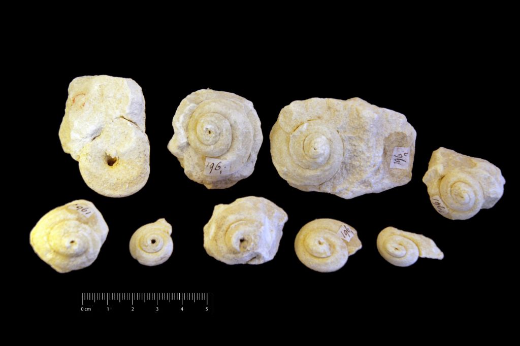 Fossile (invertebrato, gasteropode, serie)