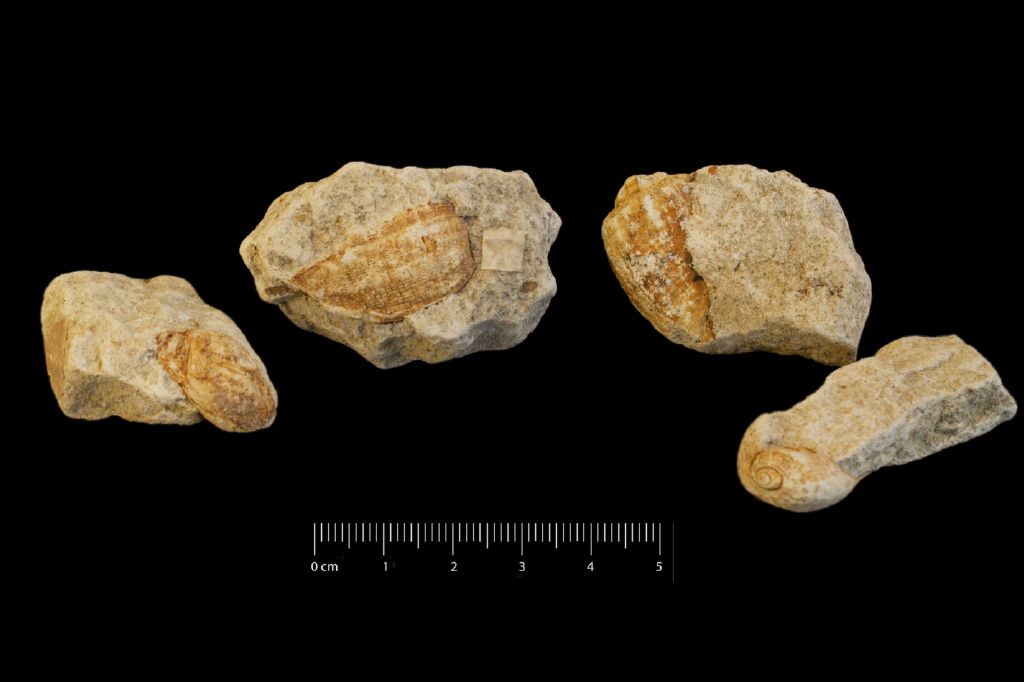 Fossile (invertebrato, gasteropode, serie)