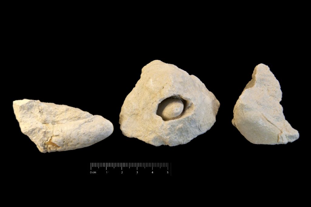 Fossile (invertebrato, bivalve, serie)
