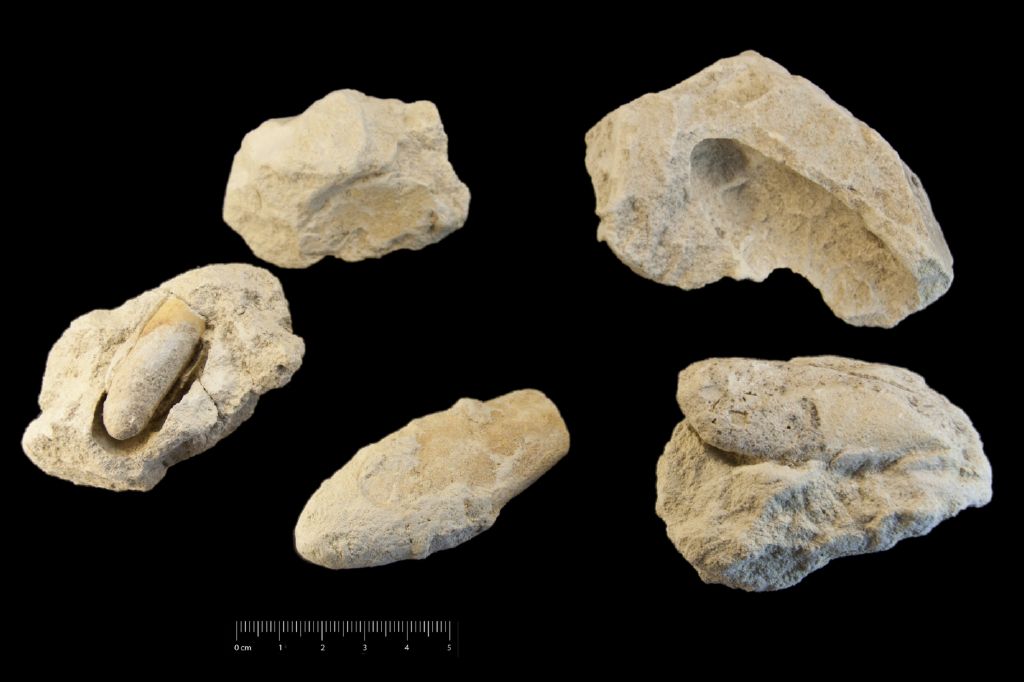 Fossile (invertebrato, bivalve, serie)