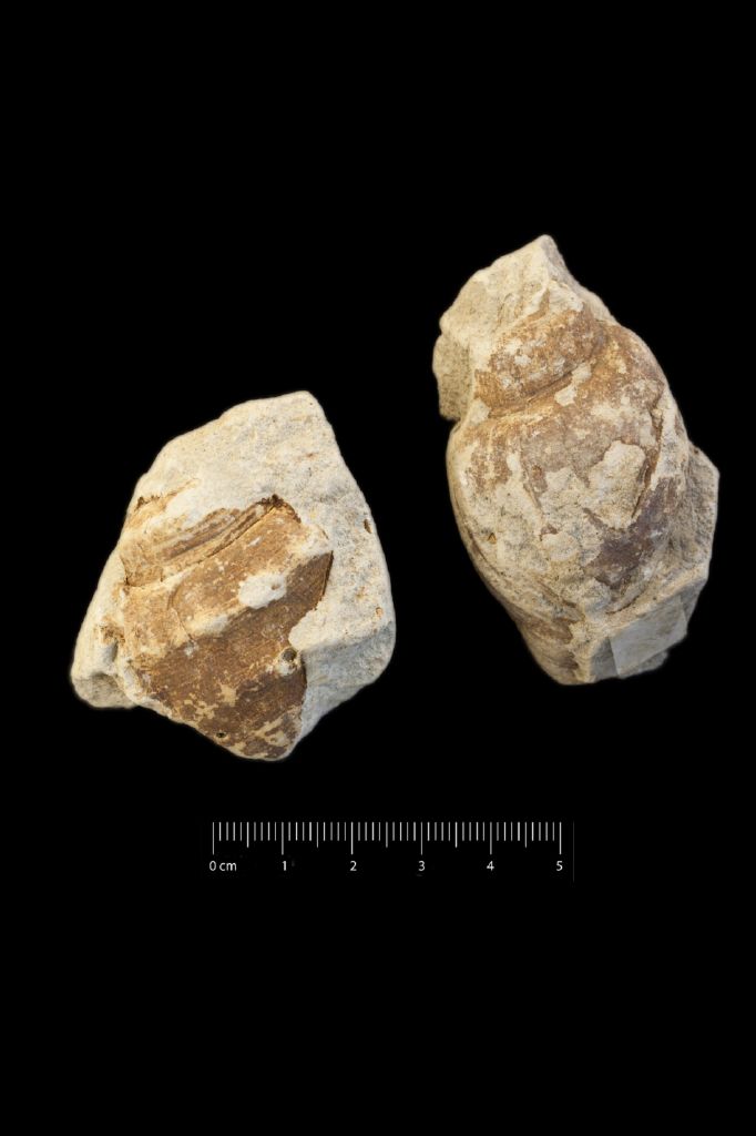 Fossile (invertebrato, gasteropode, serie)