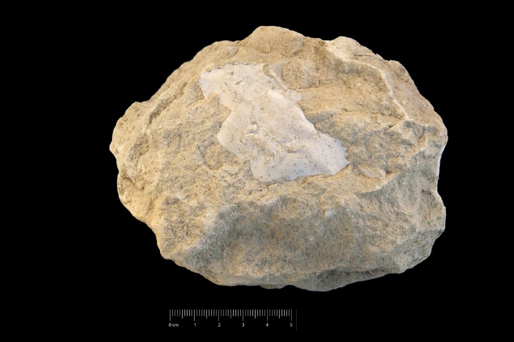 Fossile (invertebrato, crostaceo, esemplare)