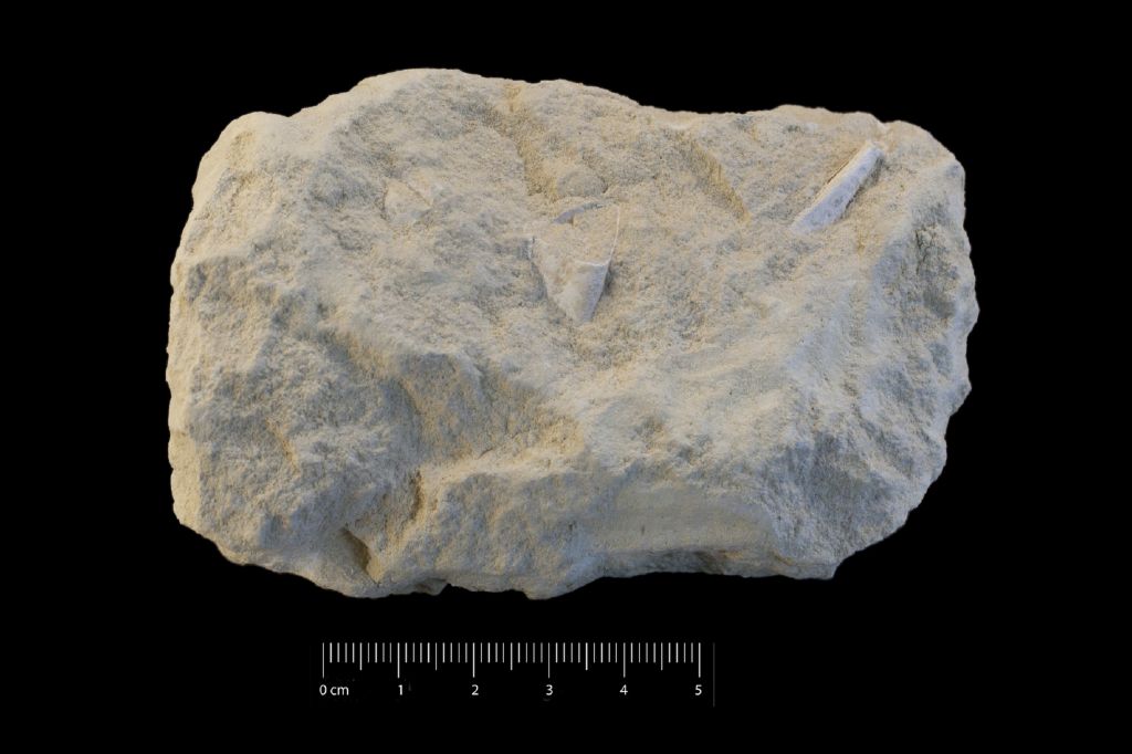 Fossile (invertebrato, granchio, esemplare)