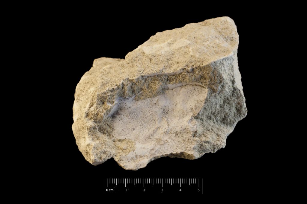 Fossile (invertebrato, granchio, esemplare)