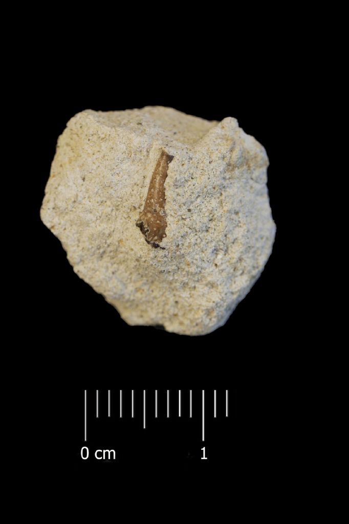 Fossile (invertebrato, granchio, esemplare)