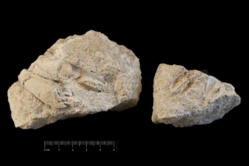 Fossile (invertebrato, granchio, esemplare)