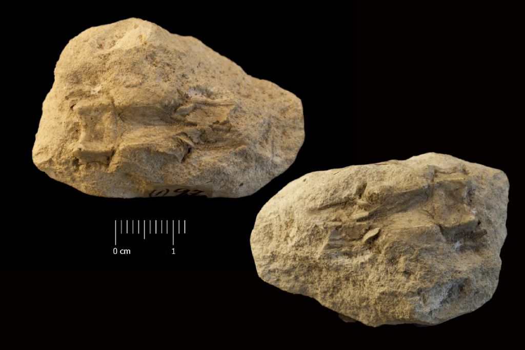 Fossile (invertebrato, crostaceo, esemplare)