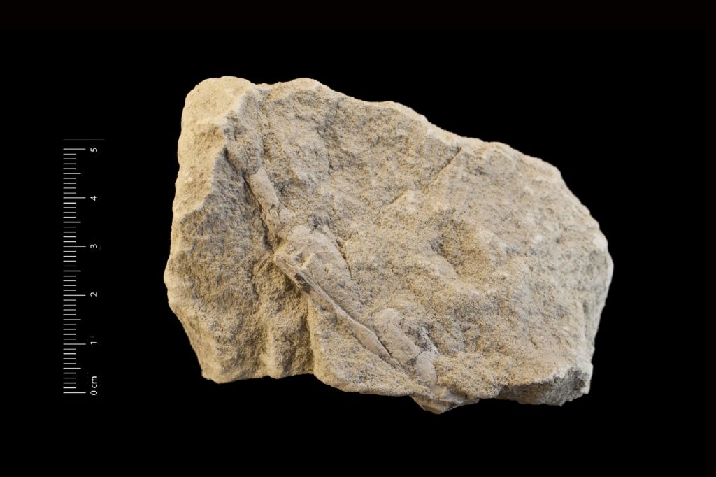 Fossile (invertebrato, crostaceo, esemplare)