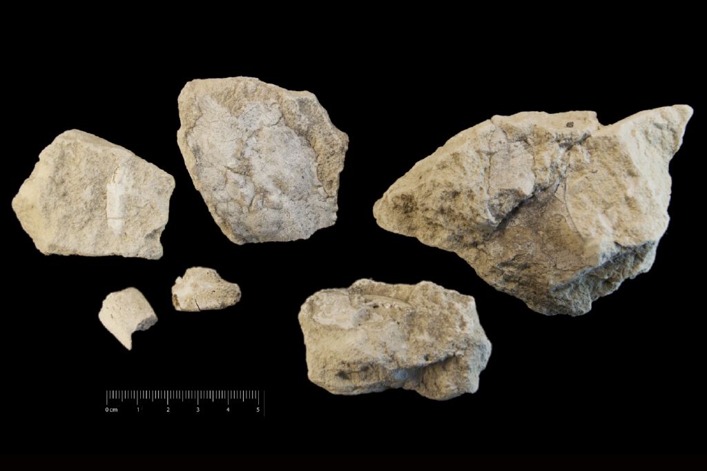 Fossile (invertebrato, granchio e gambero, serie)