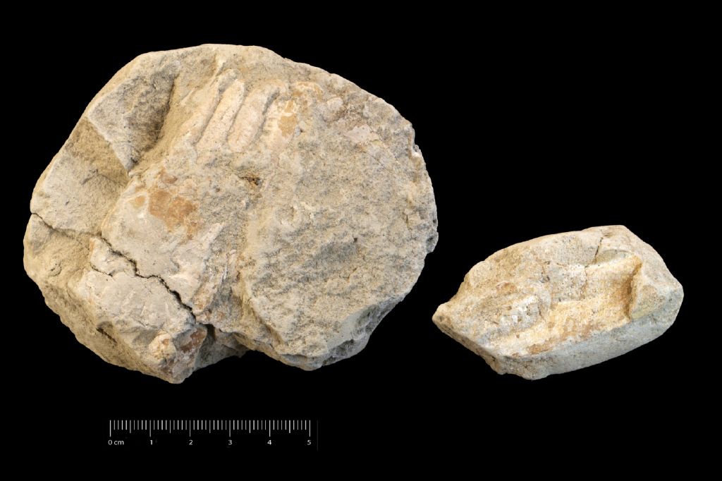 Fossile (invertebrato, crostacei, serie)