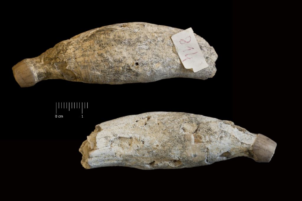 Fossile (invertebrato, crostaceo, esemplare)