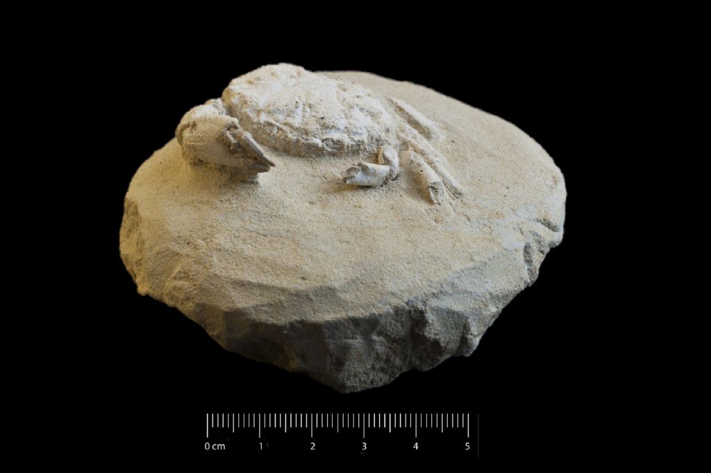 Fossile (invertebrato, crostaceo, esemplare)
