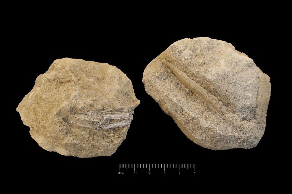 Fossile (invertebrato, crostaceo, serie)