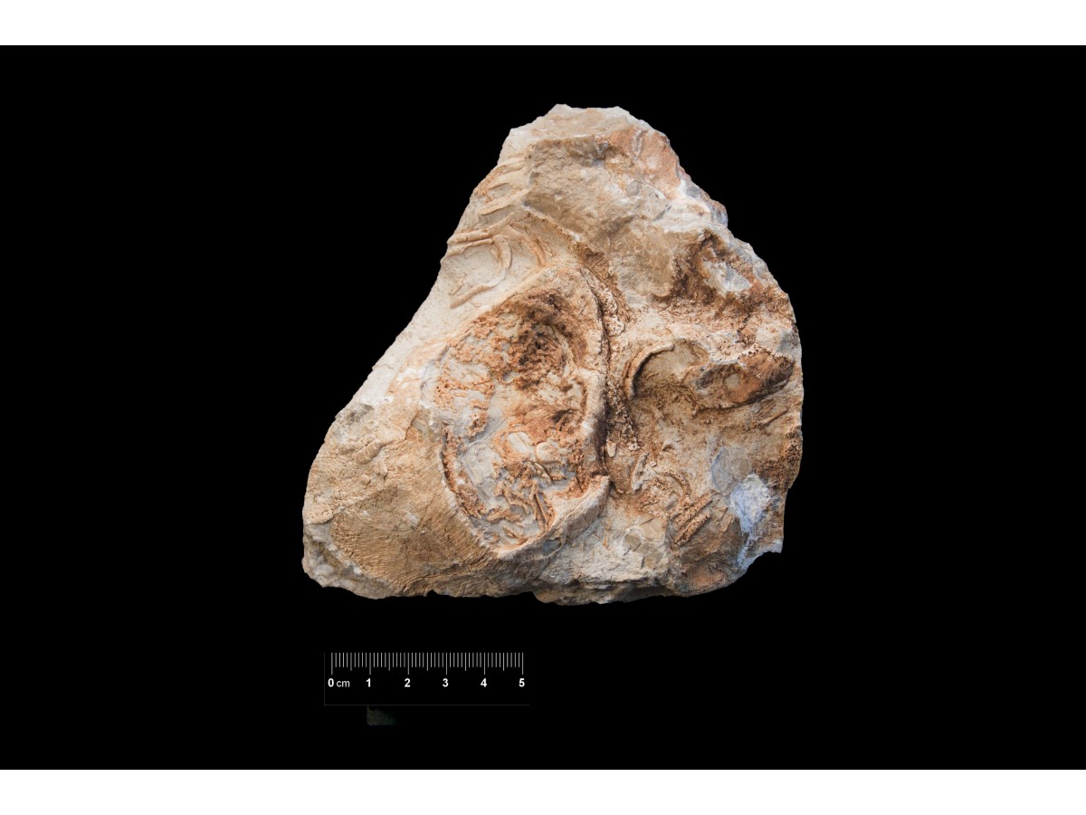 Fossile (calcare a rudiste, associazione fossile)