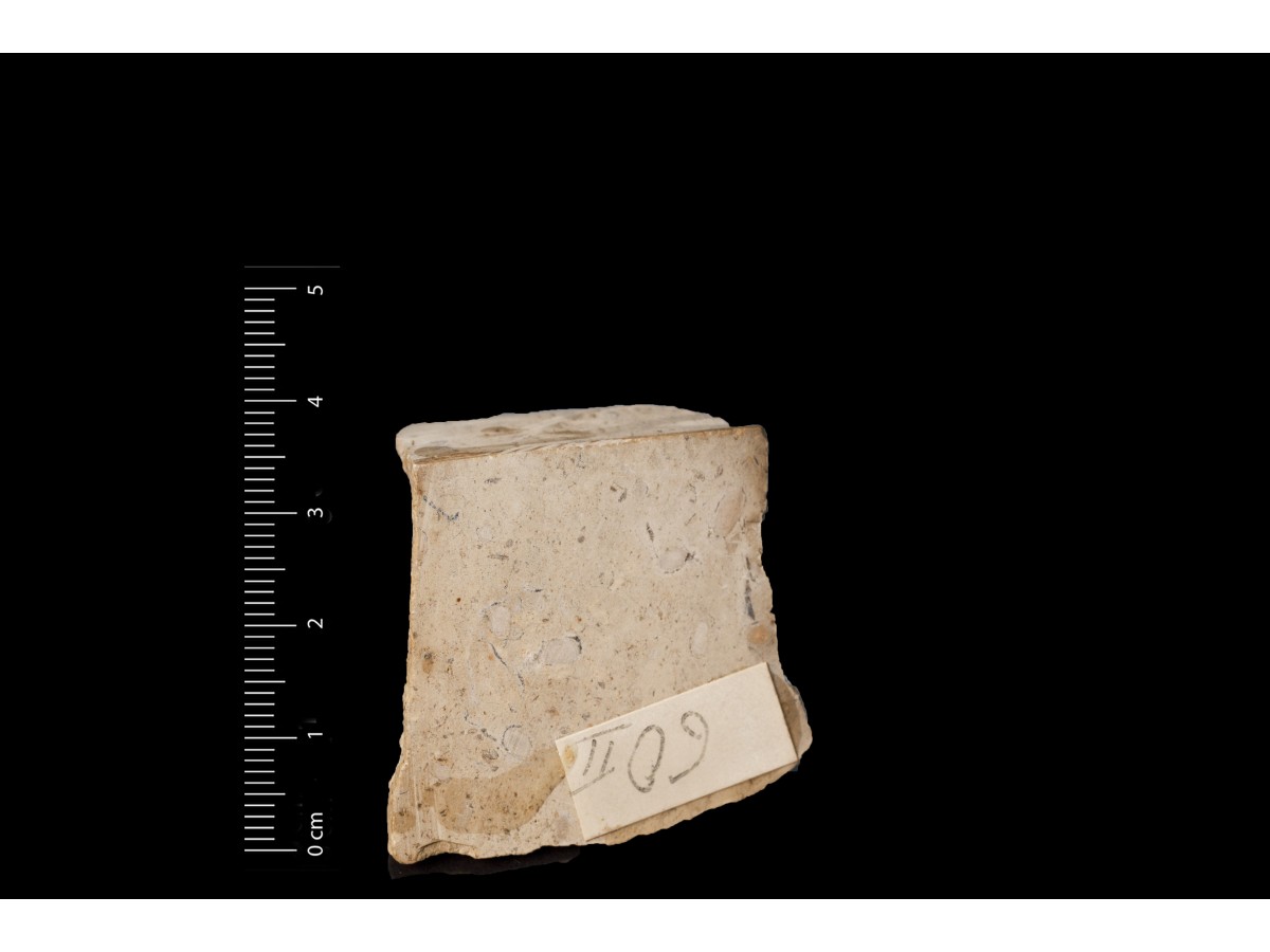 fossile (Calcare ad alveoline, associazione fossile)