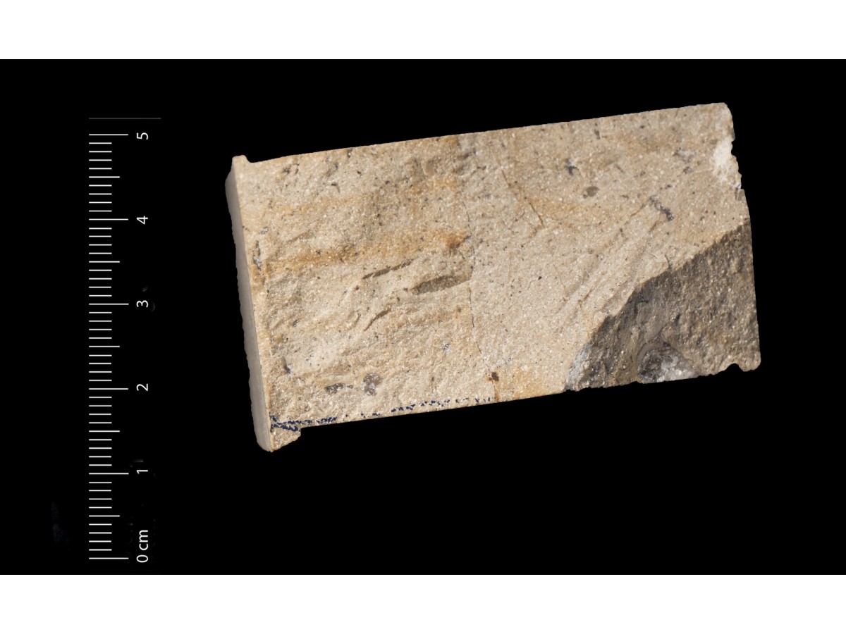 Fossile (calcare a miliolidi, associazione fossile)