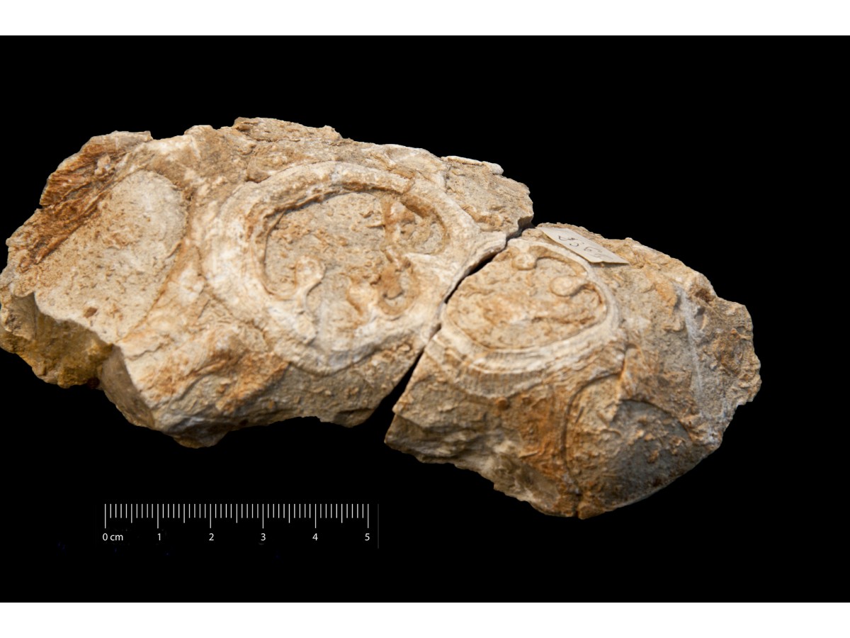 Fossile (calcare a foraminiferi e rudiste, associazione fossile)