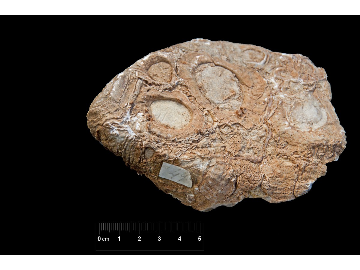 Fossile (calcare a molluschi, associazione fossile)