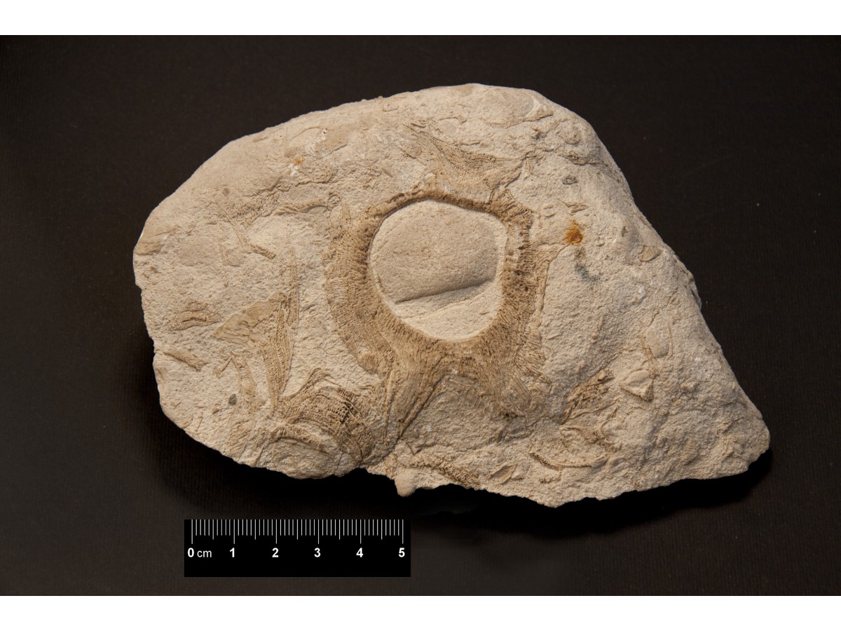Fossile (calcare a rudiste, associazione fossile)