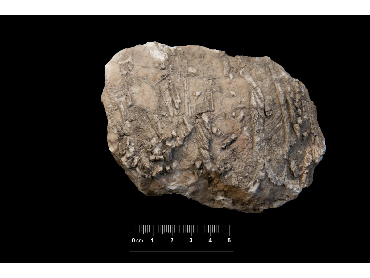 Fossile (calcare a bivalvi, associazione fossile)