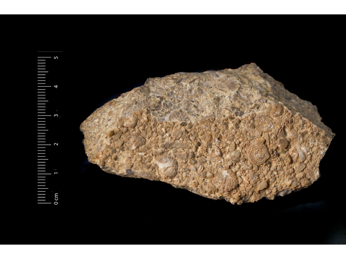 Fossile (calcare a microfossili, foraminiferi, associazione fossile)