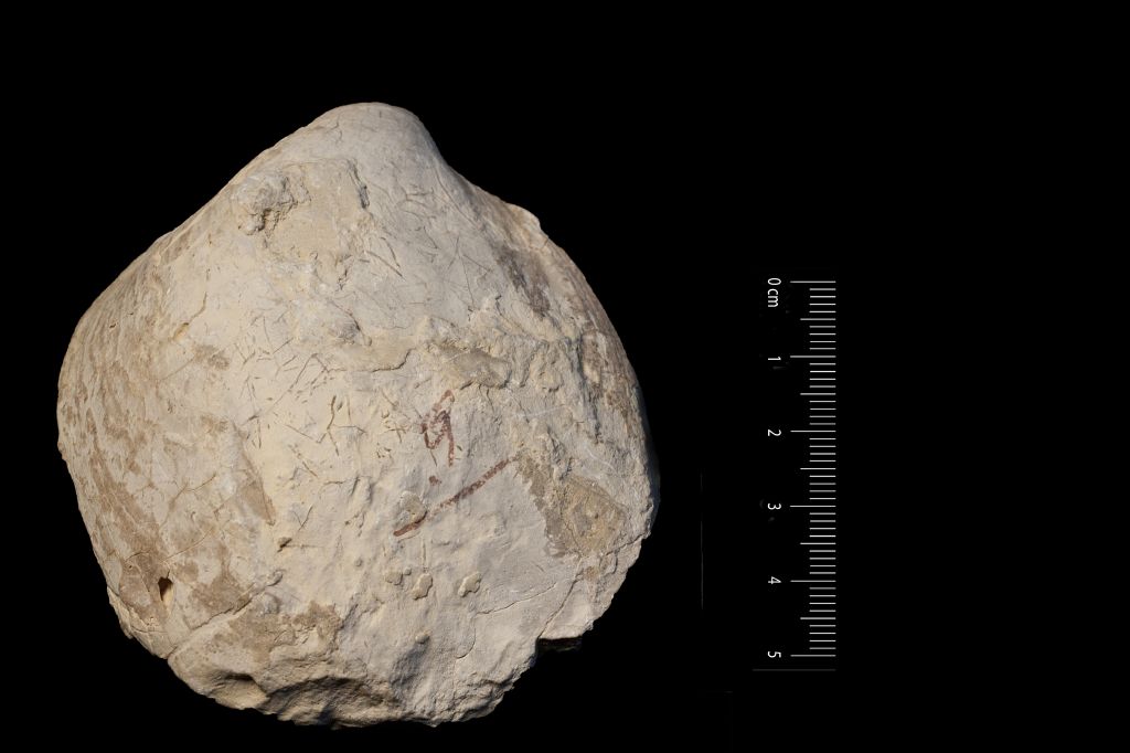 Fossile (invertebrato, mollusco, esemplare)