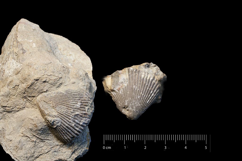 Fossile (invertebrato, mollusco, esemplare)