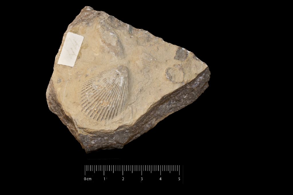 Fossile (invertebrato, mollusco, esemplare)