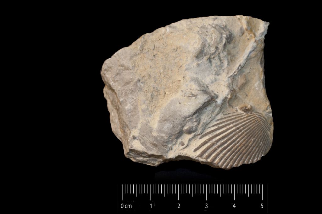 Fossile (invertebrato, mollusco, esemplare)