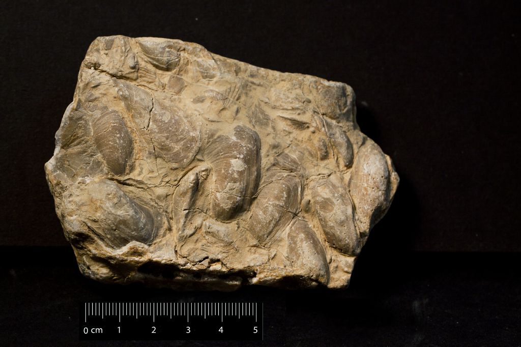 Fossile (invertebrato, mollusco, associazione fossile)