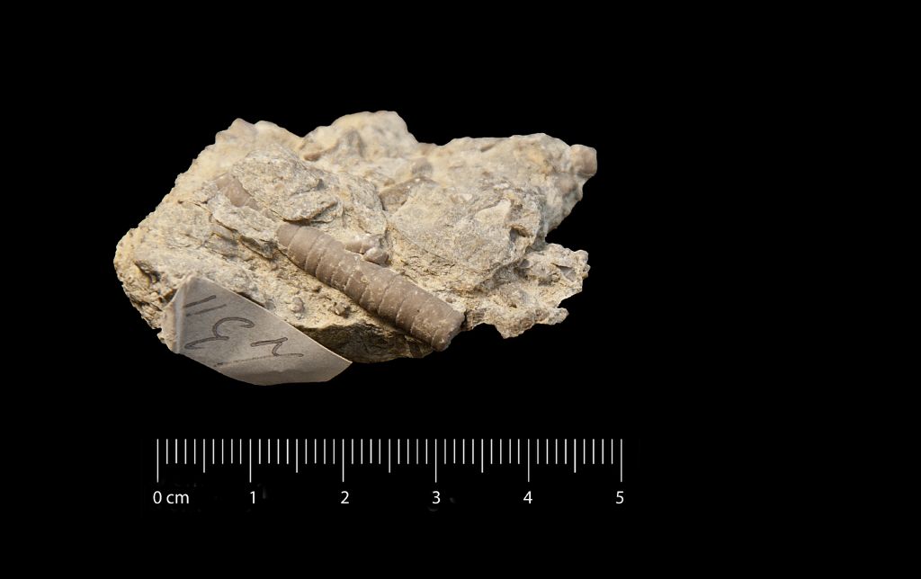 Fossile (invertebrato, crinoide, esemplare)