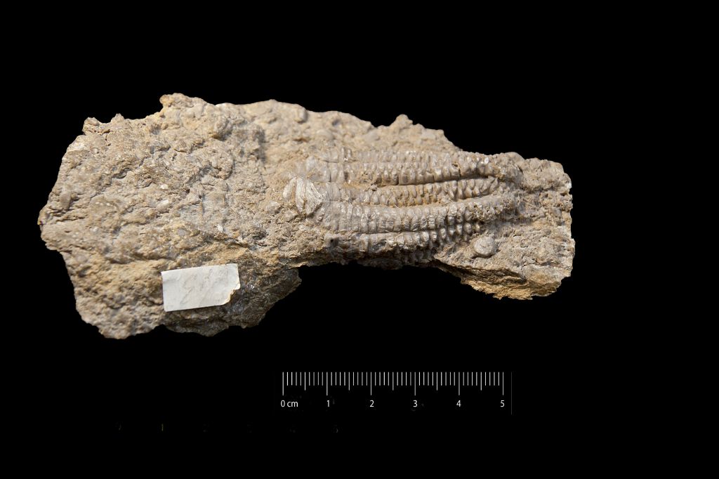 Fossile (invertebrato, crinoide, esemplare)