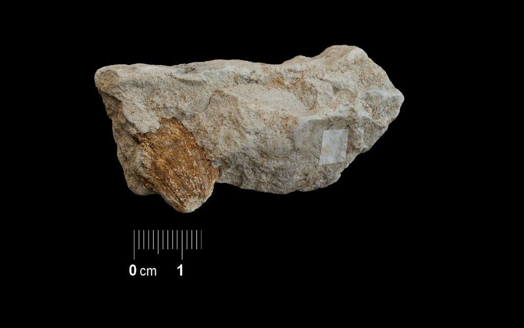 Fossile (invertebrato, corallo, esemplare)