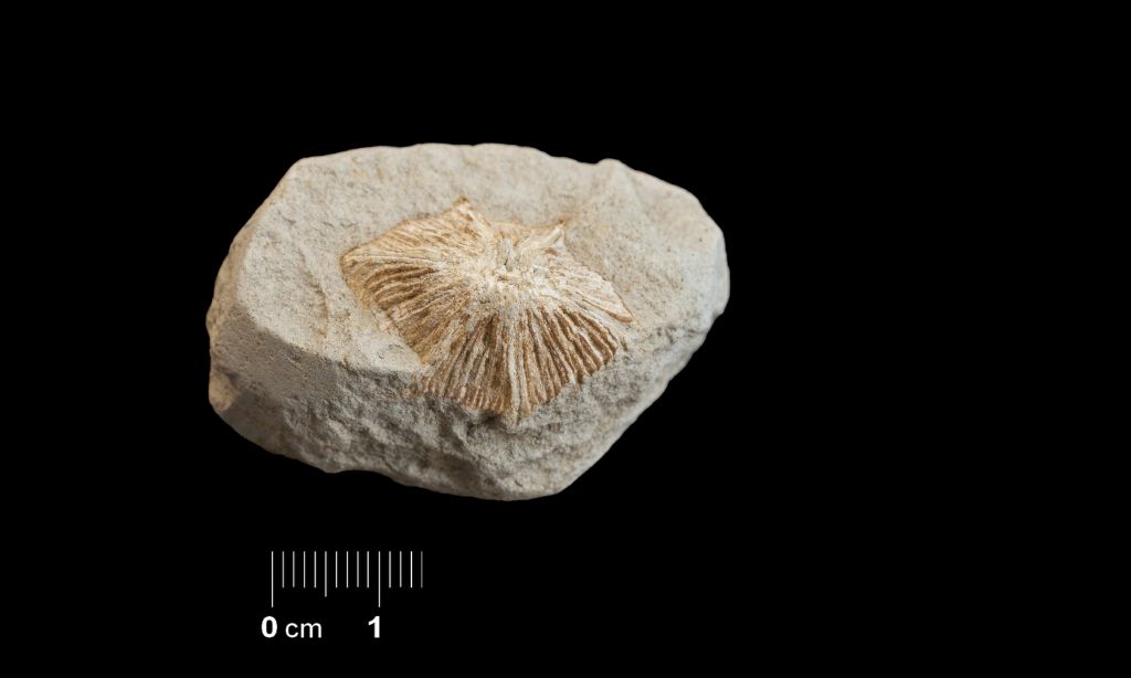 Fossile (invertebrato, corallo, esemplare)