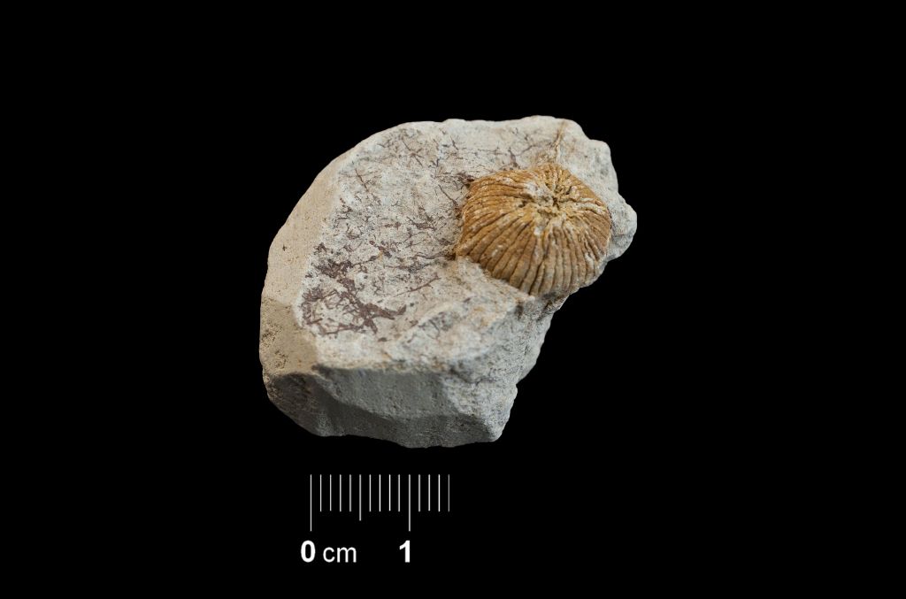 Fossile (invertebrato, corallo, esemplare)