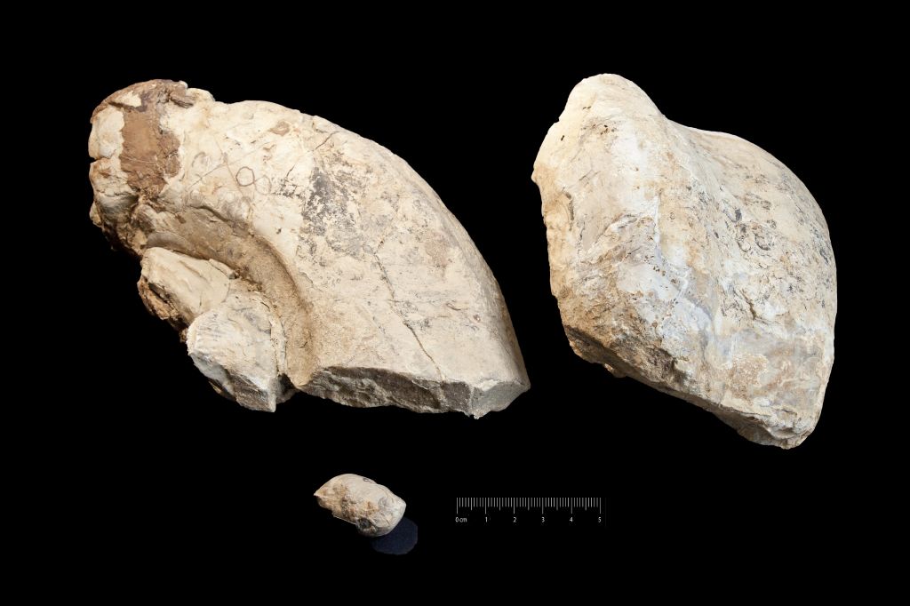 Fossile (invertebrato, cefalopode, serie)
