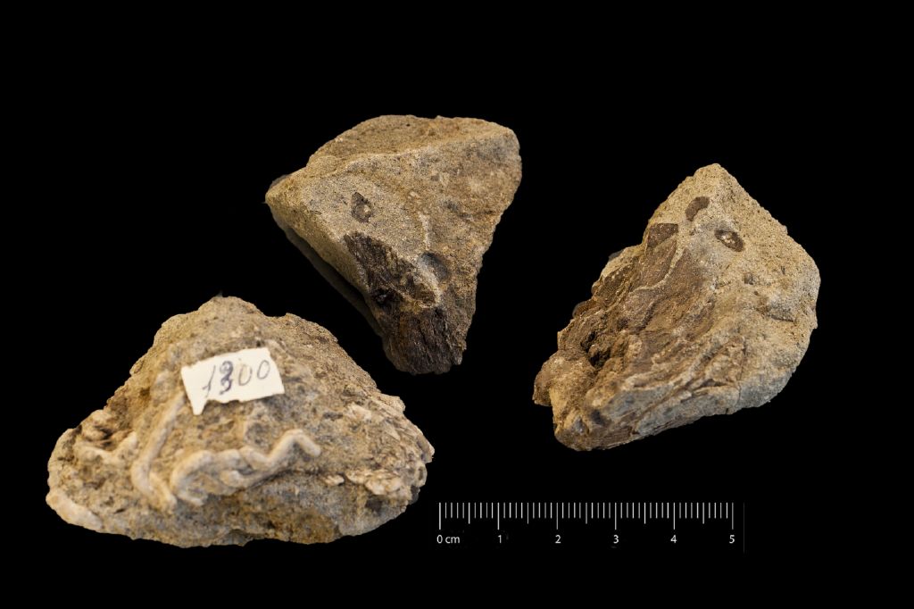 Fossile (frammenti di fusto e squame di strobilo, associazione fossile)