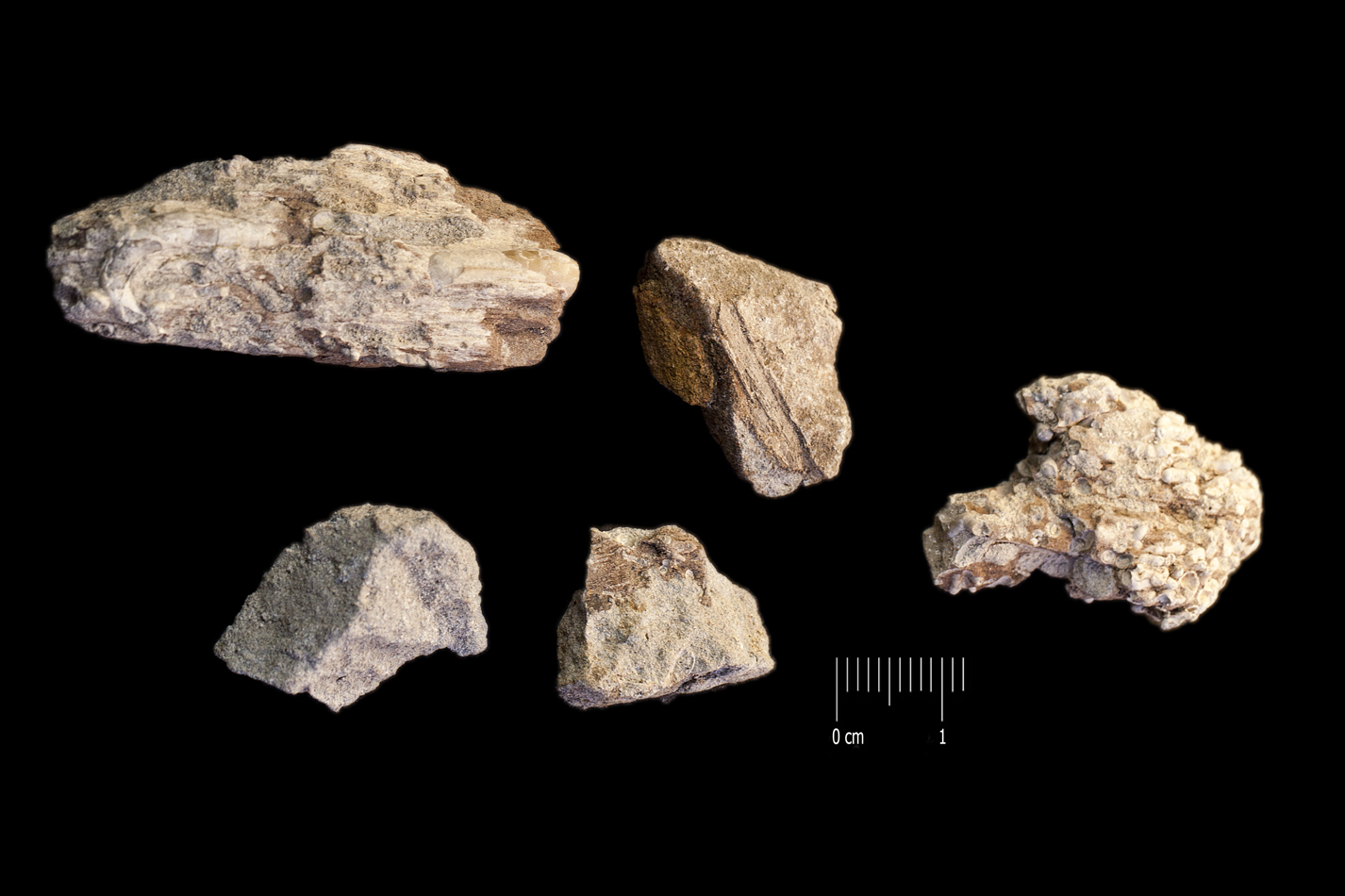 Fossile (frammenti vegetali, associazione fossile)