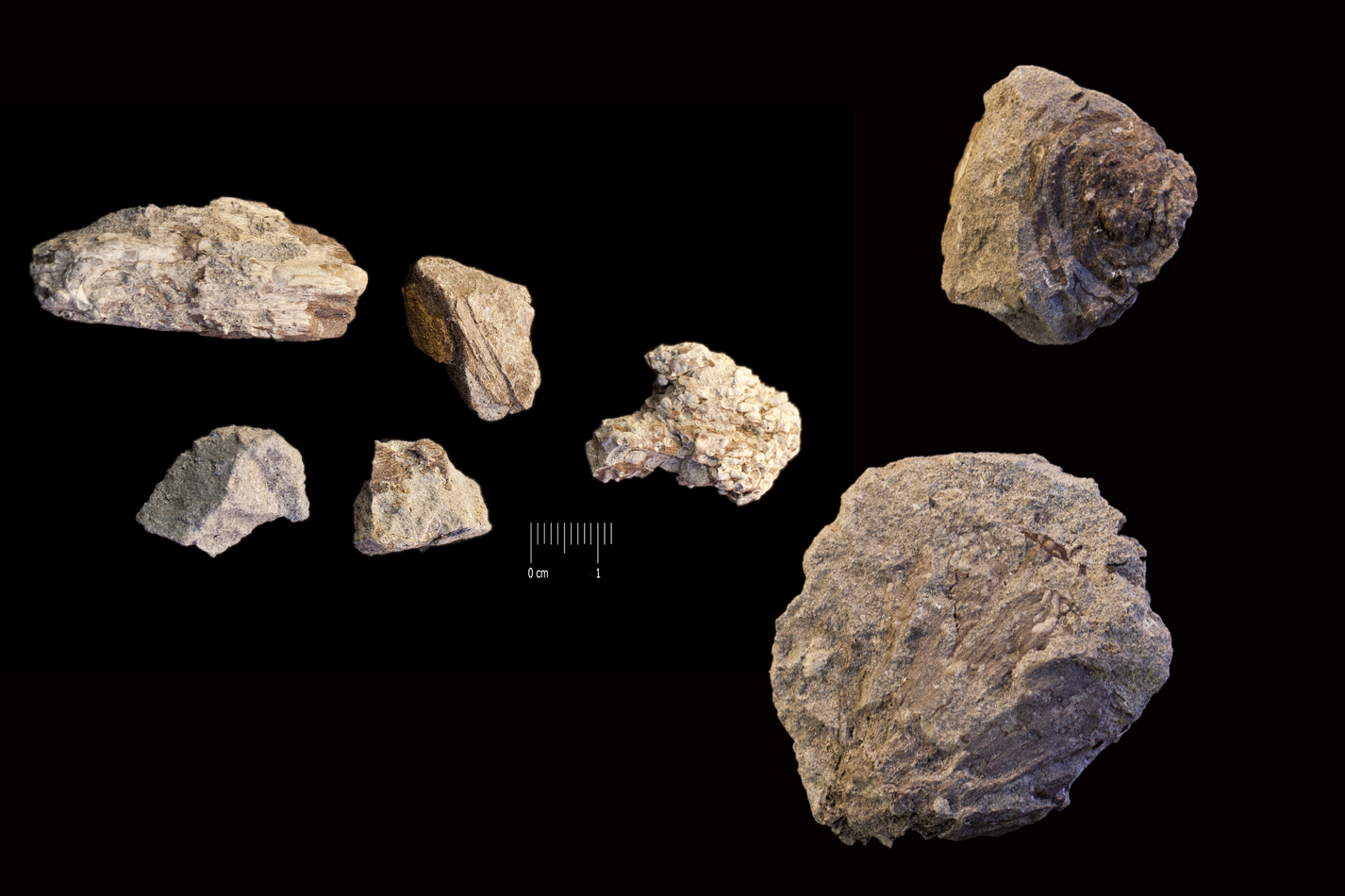 Fossile (strobilo e vari frammenti, associazione fossile)